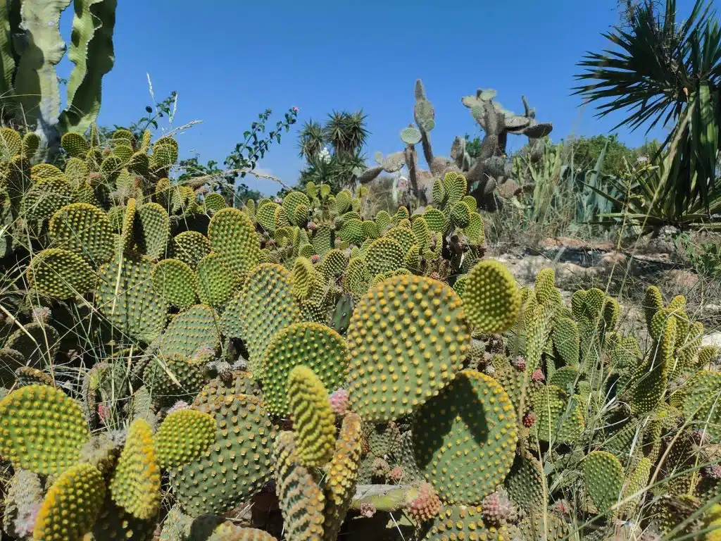 Cactus Park