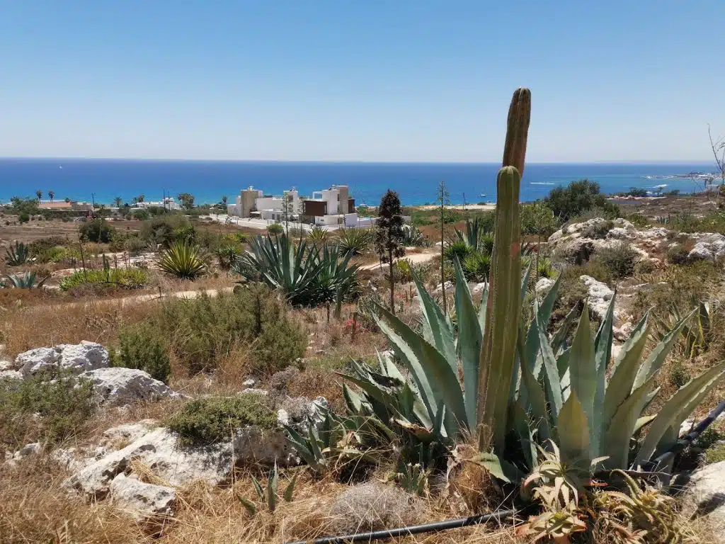 Cactus Park