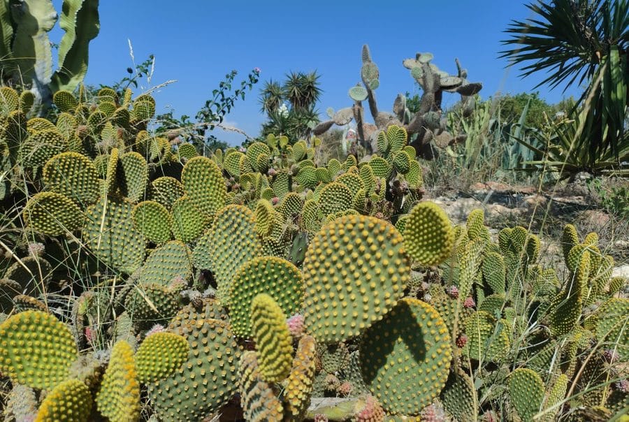 Cactus Park