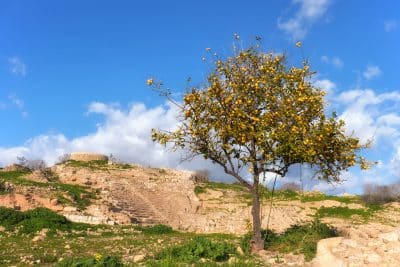 Discover The Unique Trees Of Cyprus A Guide For Nature Enthusiasts